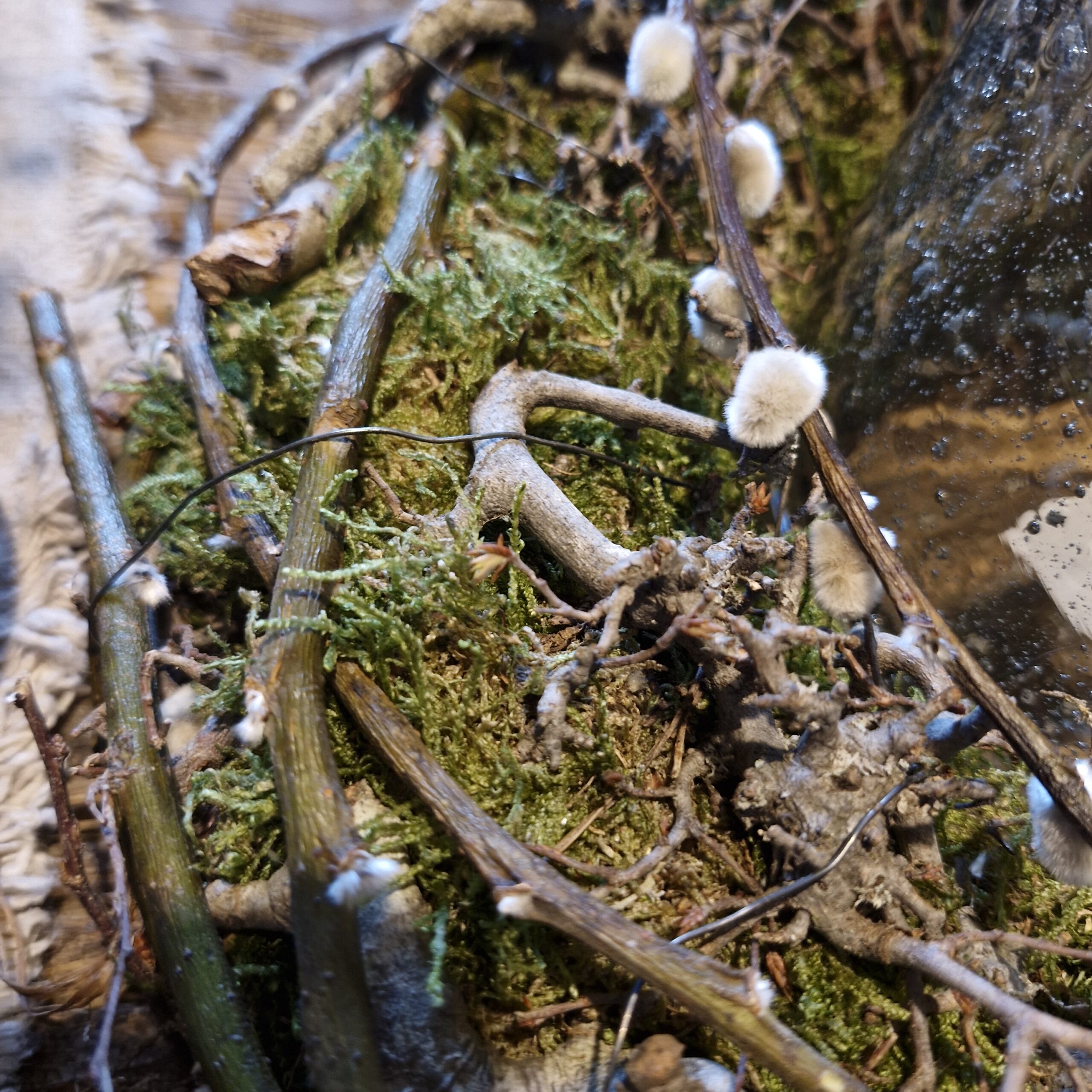 Krans wilgenkatjes 30cm